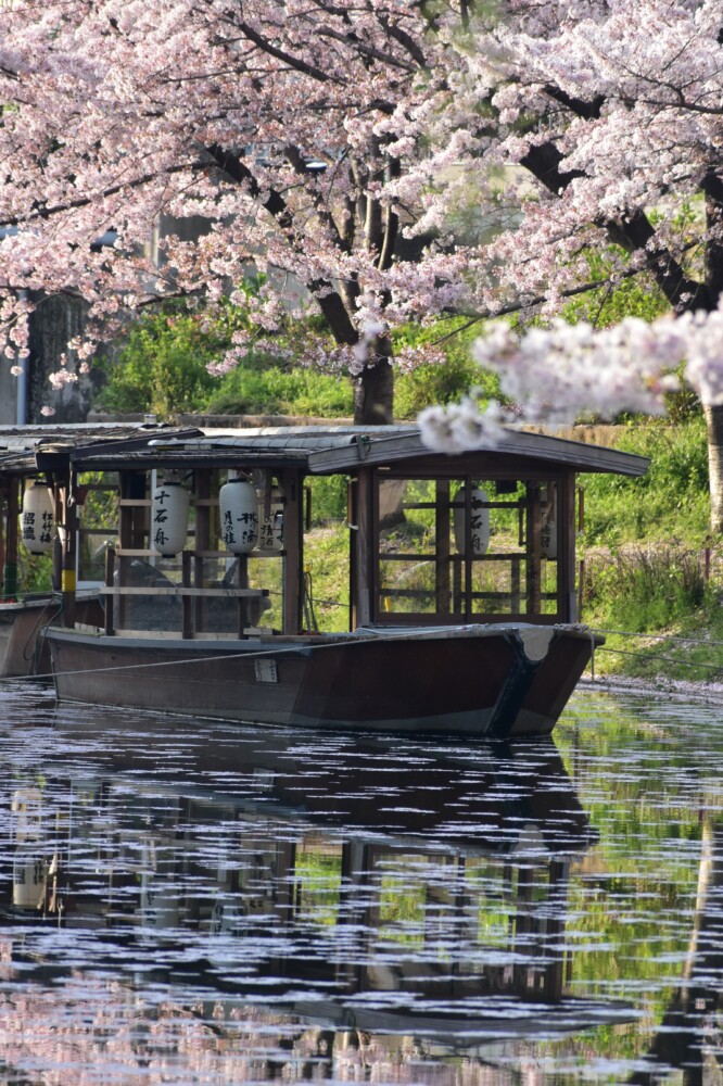 宇治川派流の花筏と十石舟　2022年4月7日　撮影：MKタクシー