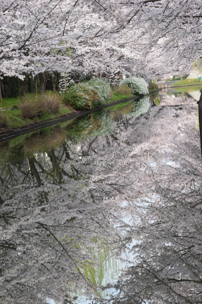 宇治川派流の桜のリフレクション　見頃　2022年3月30日　撮影：MKタクシー