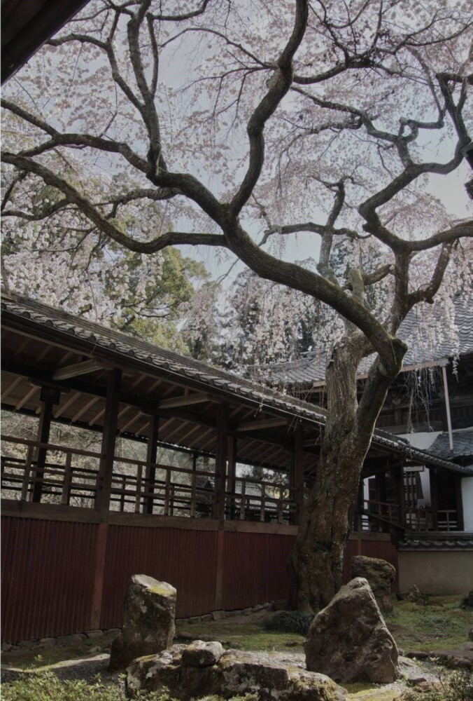 十輪寺・三方普感の庭から見上げるなりひら桜　2023年3月20日　撮影：MKタクシー
