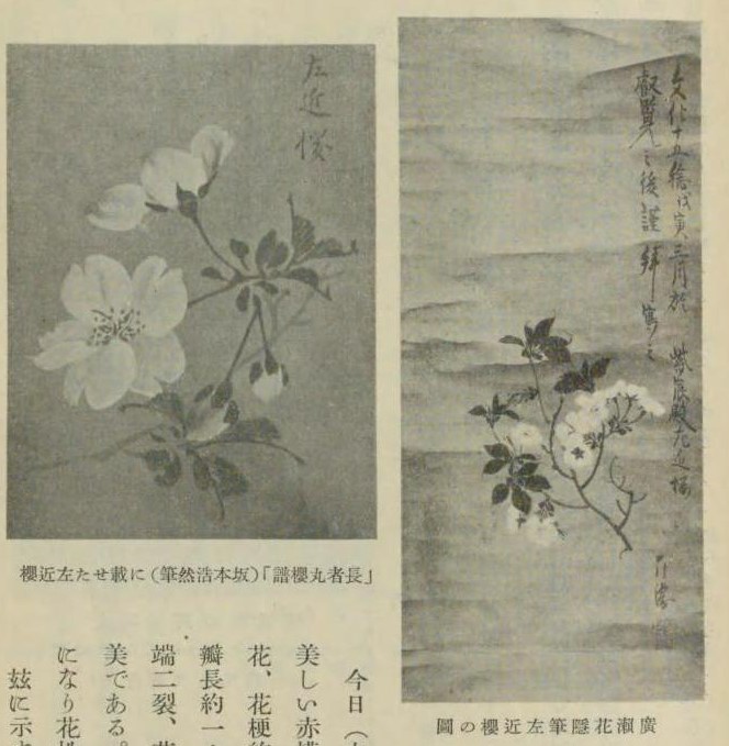 1938年刊行 三好学「桜」　出典：国立国会図書館デジタルコレクション