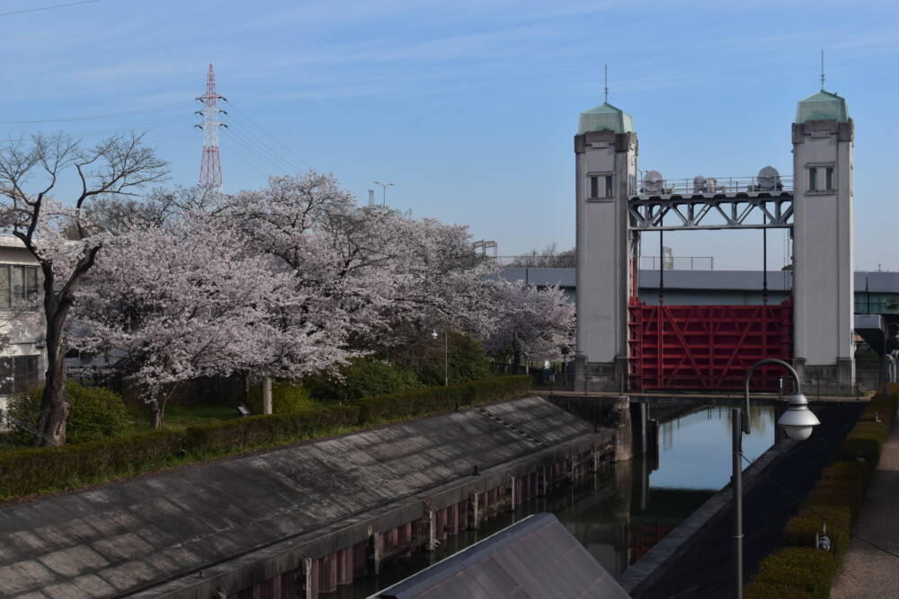 三栖閘門と桜　見頃　2022年4月2日　撮影：MKタクシー