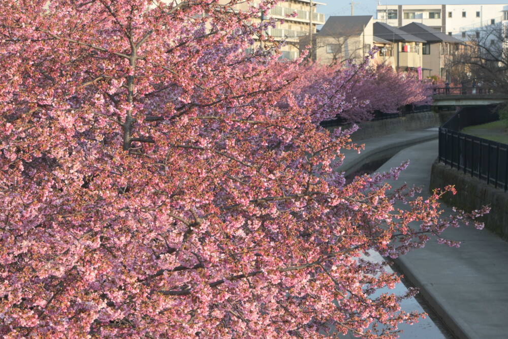 淀水路・京阪沿いからの河津桜　七分咲き　2024年3月3日　撮影：MKタクシー