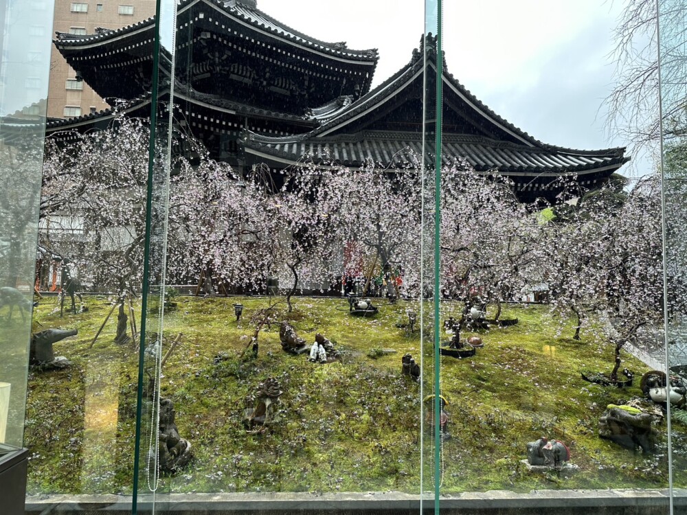 スターバックス京都烏丸六角店から見た六角堂の桜　2023年3月18日　撮影：MKタクシー