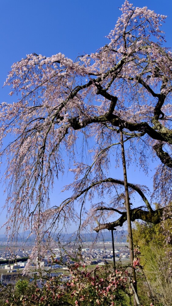 地蔵禅院の枝垂桜　七分咲き　2023年3月19日　撮影：MKタクシー