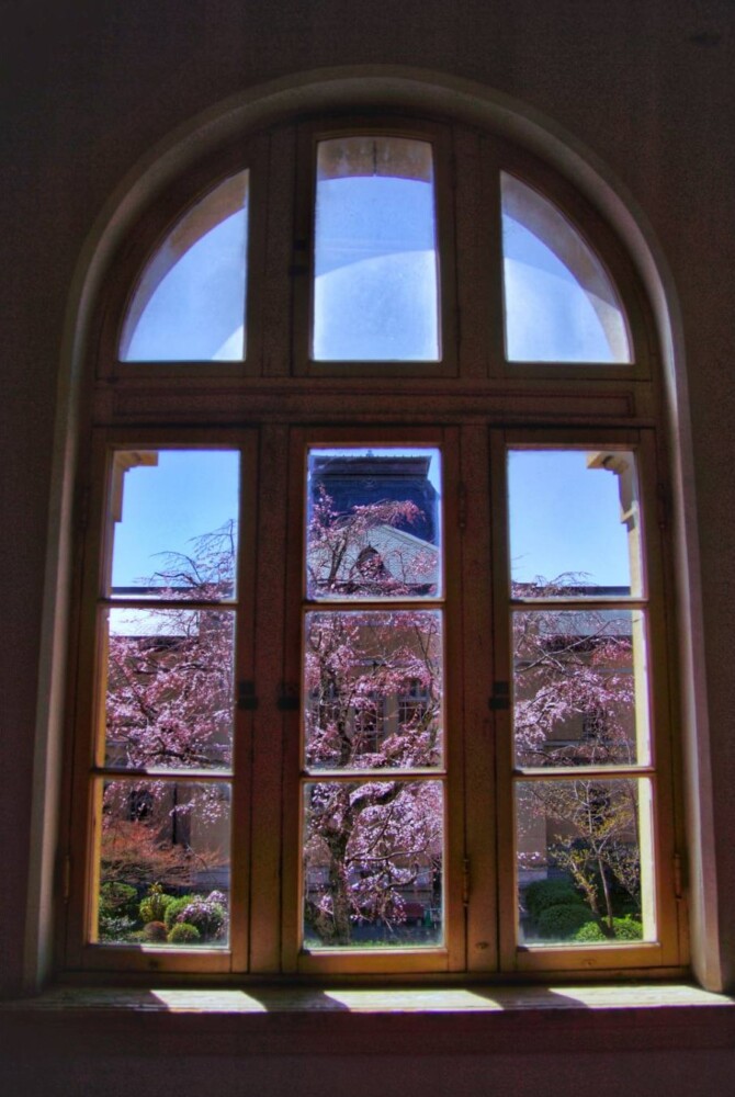 京都府庁旧本館の祇園しだれ桜　三分咲き　2023年3月20日　撮影：MKタクシー