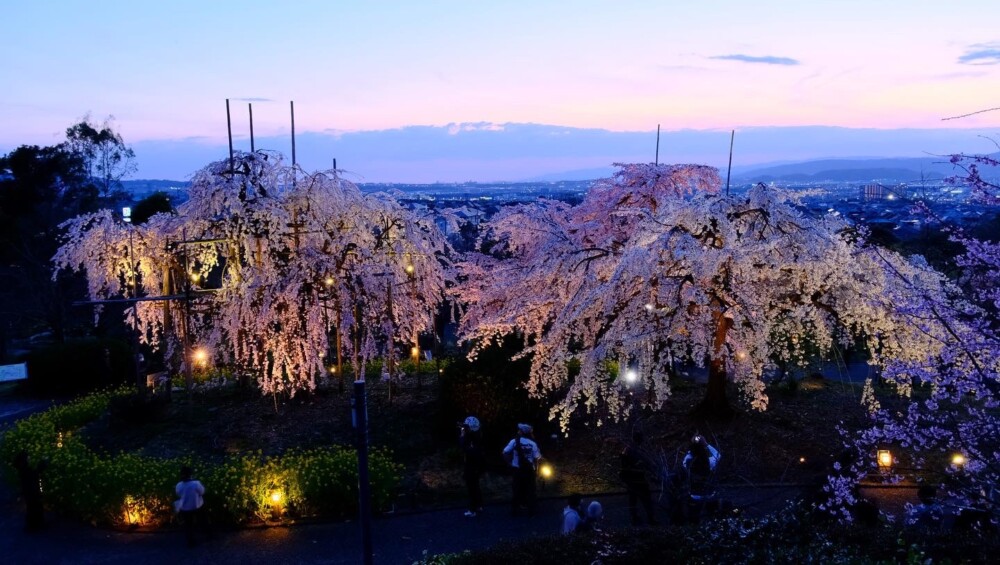 宇治市植物公園・春のゾーンの夕暮れと枝垂桜ライトアップ　見頃　2023年3月22日　撮影：MKタクシー