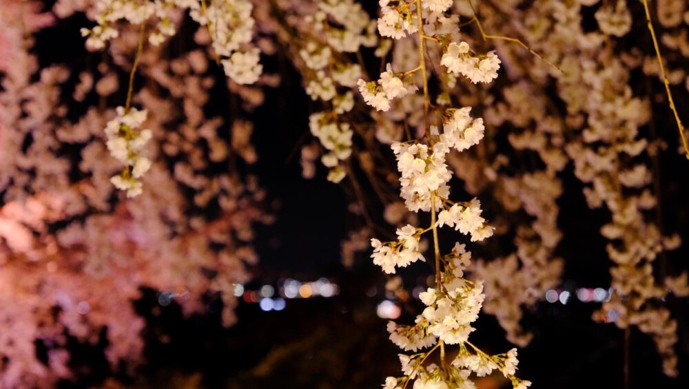 宇治市植物公園・春のゾーンの夕暮れと枝垂桜ライトアップ　見頃　2023年3月22日　撮影：MKタクシー