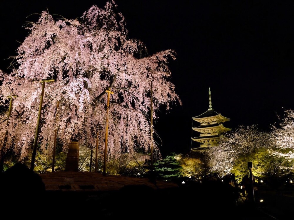 東寺・五重塔と不二桜ライトアップ　見頃　2023年3月26日　撮影：MKタクシー