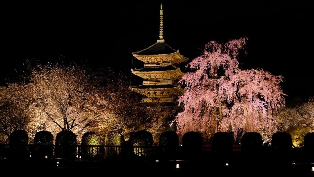 東寺・五重塔と不二桜ライトアップ　見頃　2023年3月26日　撮影：MKタクシー