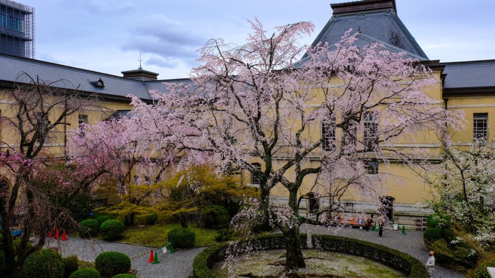 京都府庁旧本館の祇園しだれ桜　見頃　2023年3月24日　撮影：MKタクシー