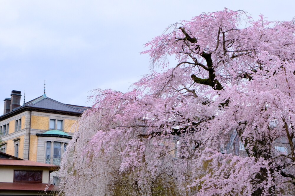 円山公園の祇園枝垂桜と長楽館　2023年3月24日　撮影：MKタクシー