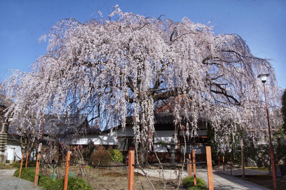本満寺の枝垂桜　見頃　2023年3月21日　撮影：MKタクシー