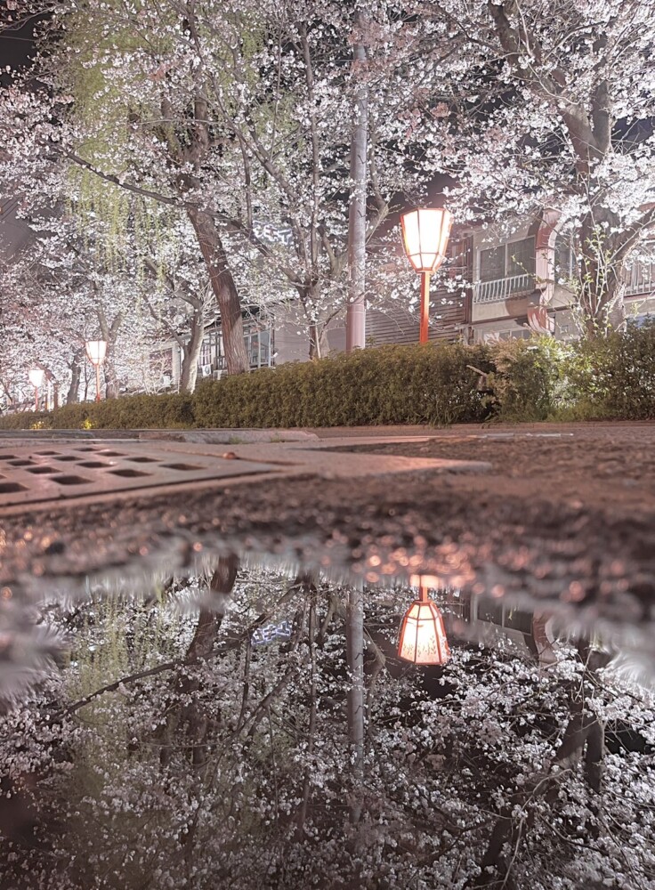 高瀬川・高辻木屋町の水たまりとソメイヨシノ　見頃　2023年3月24日　撮影：MKタクシー