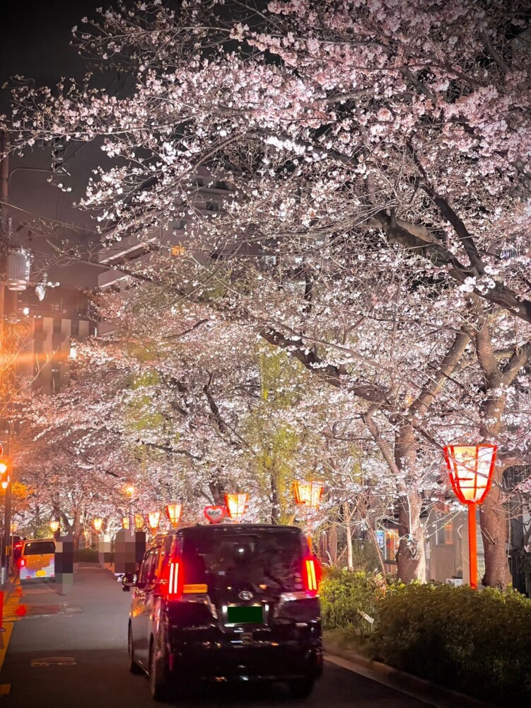 高瀬川・高辻木屋町のソメイヨシノとMKタクシー　2023年3月24日　撮影：MKタクシー