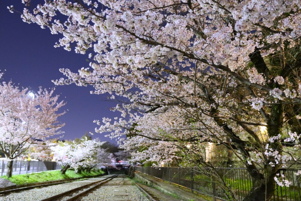 夜の蹴上インクラインのソメイヨシノ　見頃　2023年3月27日　撮影：MKタクシー