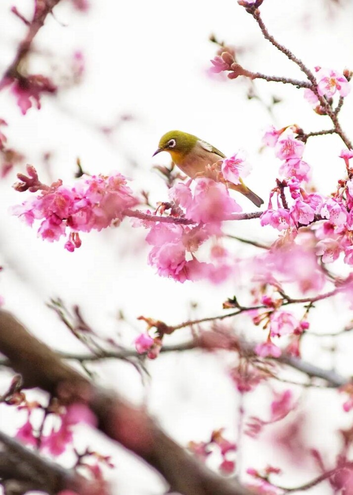 2024年も2月7日には早咲きの「正月桜」が三分咲きまで開花　撮影：MKタクシー