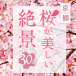 【2023年版】京都の桜が美しい絶景おすすめスポット30選