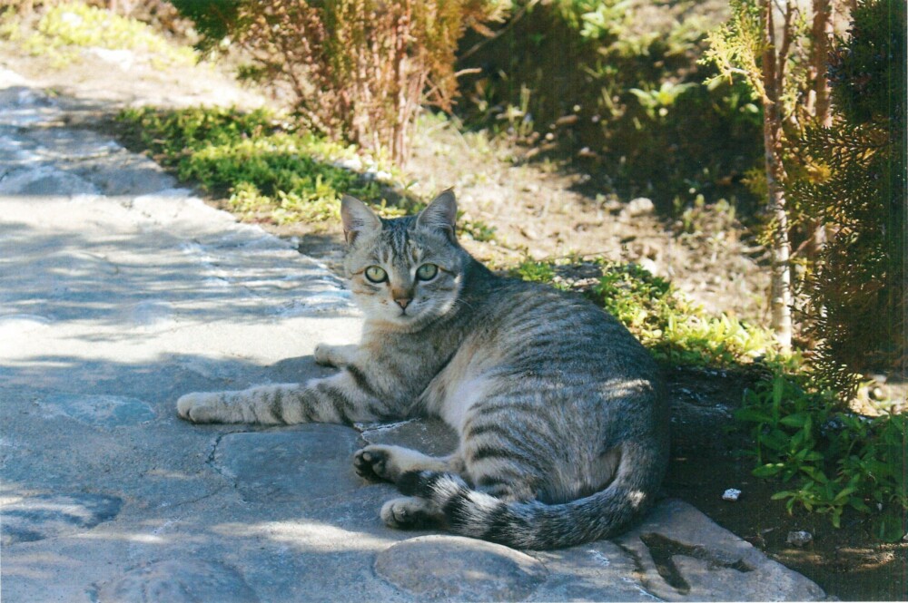 サツマイモ畑の野ネズミ対策として飼われているガンベリ農場の猫。以前はネズミ対策として毒入りの餌を使っていましたが、中村さんが猫に変えました。