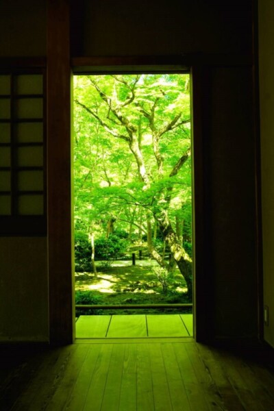 圓光寺・十牛の庭の新緑青もみじ　2024年5月14日　撮影：MKタクシー