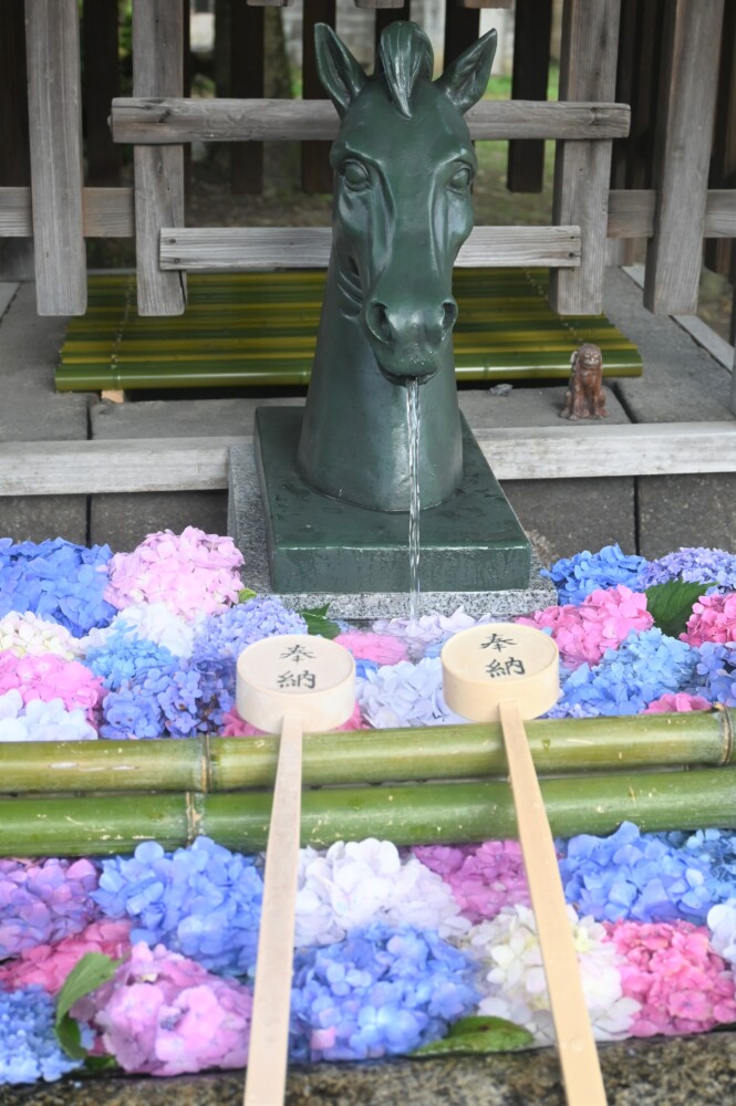 藤森神社の吐水口が馬の花手水　2023年6月13日　撮影：MKタクシー