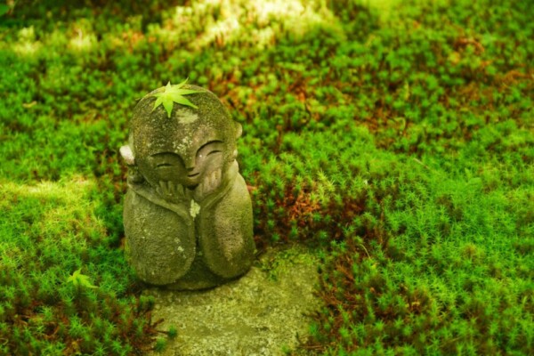 圓光寺・十牛の庭の新緑青もみじ　2024年5月14日　撮影：MKタクシー