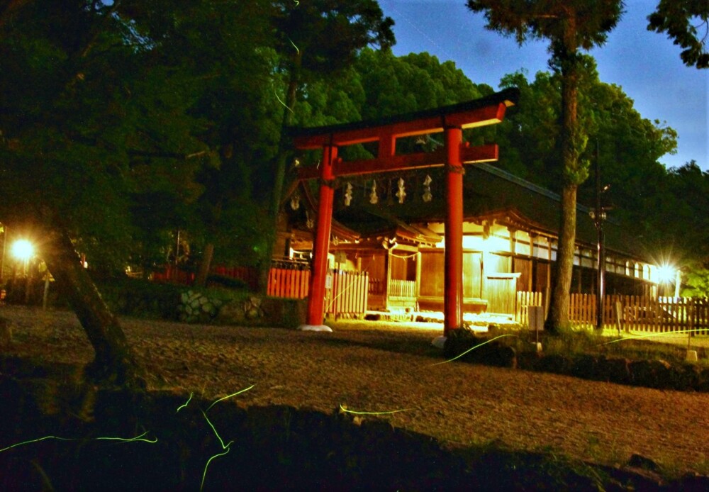 上賀茂神社境内を舞う源氏ホタル　2023年6月6日　撮影：MKタクシー