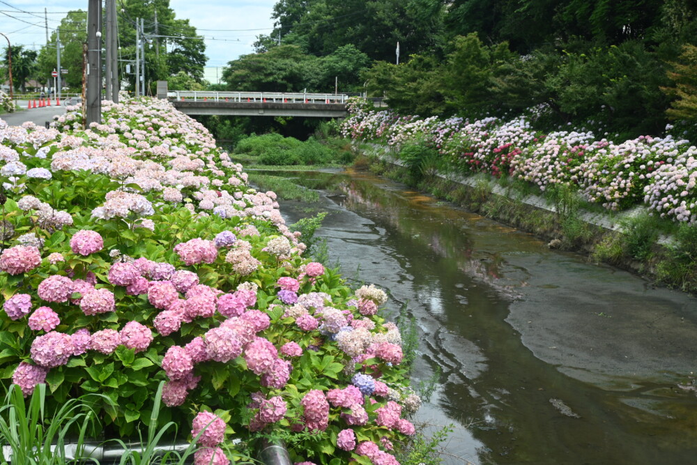さすてな京都の「アジサイの小径」と洛南承水路　2023年6月24日　撮影：MKタクシー