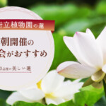 京都府立植物園の蓮は早朝開催の「観蓮会」がおすすめ！250品種の美しい蓮