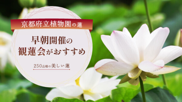京都府立植物園の蓮は早朝開催の「観蓮会」がおすすめ！250品種の美しい蓮