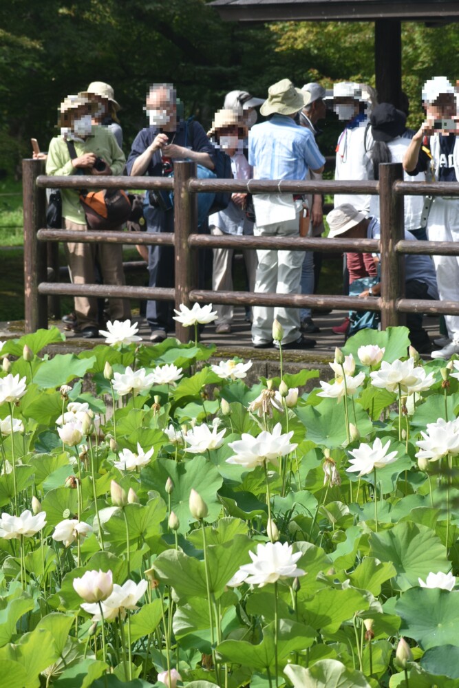 蓮池（京都府立植物園の観蓮会）　2023年7月7日　撮影：MKタクシー
