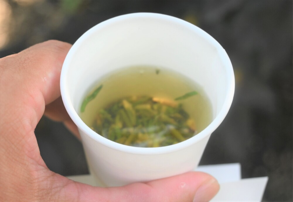 蓮芯茶（京都府立植物園の観蓮会）　2023年7月7日　撮影：MKタクシー