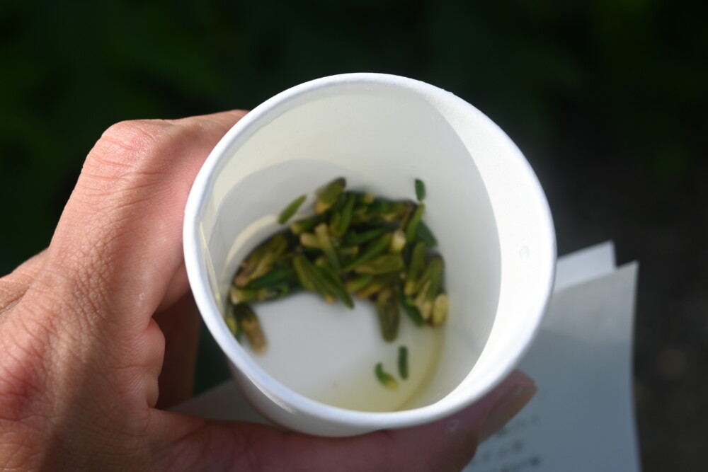 蓮芯茶（京都府立植物園の観蓮会）　2023年7月7日　撮影：MKタクシー