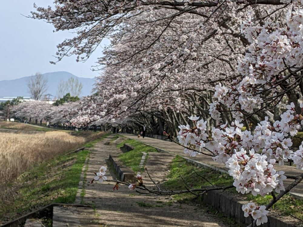 亀岡運動公園の桜　2021年3月27日　撮影：MKタクシー