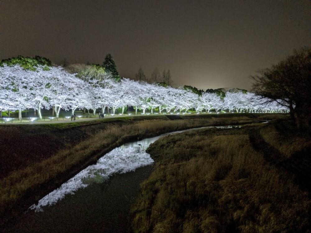 亀岡運動公園の桜ライトアップ　2021年3月30日　撮影：MKタクシー