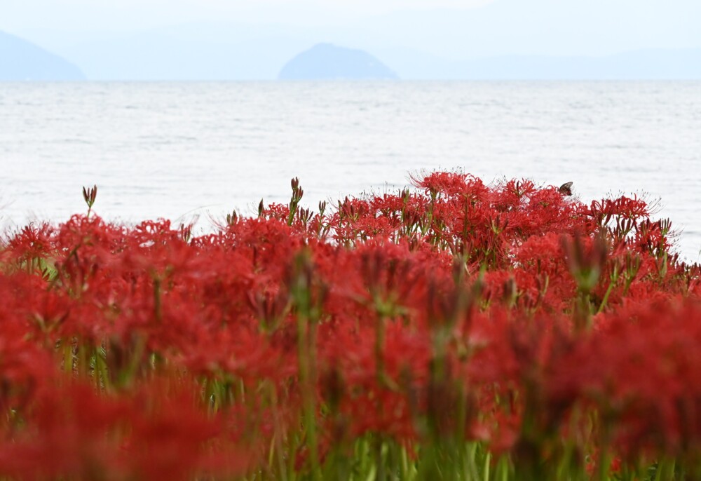 源氏浜（高島）の彼岸花と竹生島　2022年9月24日　撮影：MKタクシー