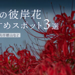 滋賀の「彼岸花」おすすめスポット3選！桂浜園地や長浜市徳山など