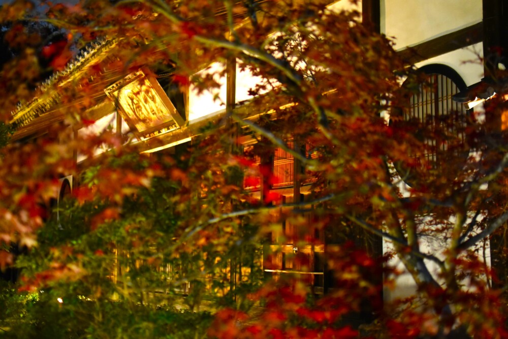 浄住寺本堂のライトアップ　2023年11月17日　撮影：MKタクシー