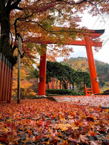 貴船神社・一の鳥居　2020年11月20日　撮影：MKタクシー