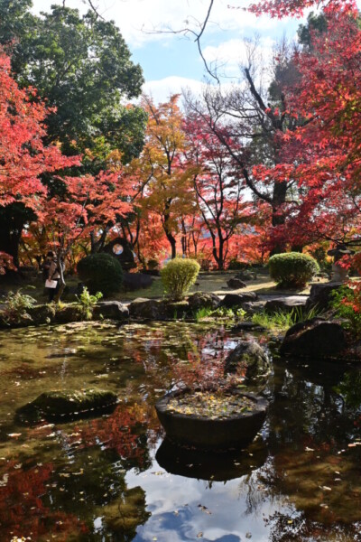 アサヒビール大山崎山荘美術館の紅葉　2024年12月8日　撮影：MKタクシー
