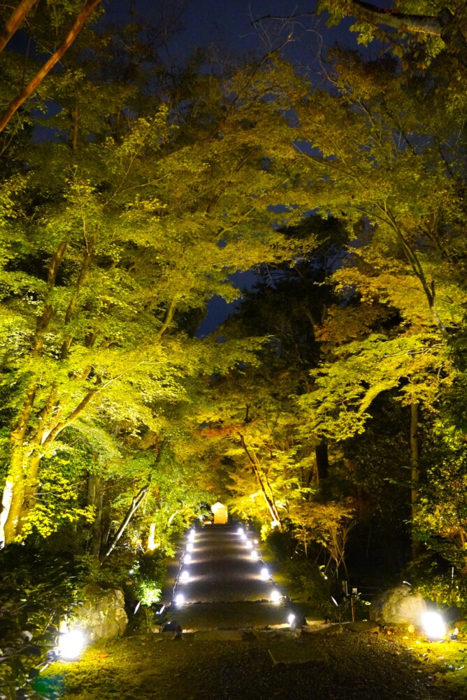 浄住寺の紅葉ライトアップ　2023年11月17日　撮影：MKタクシー
