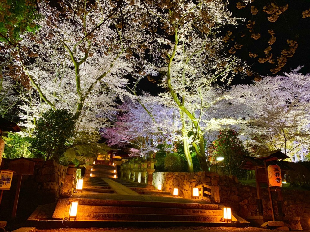 三井寺の桜ライトアップ　2019年4月11日　撮影：MKタクシー