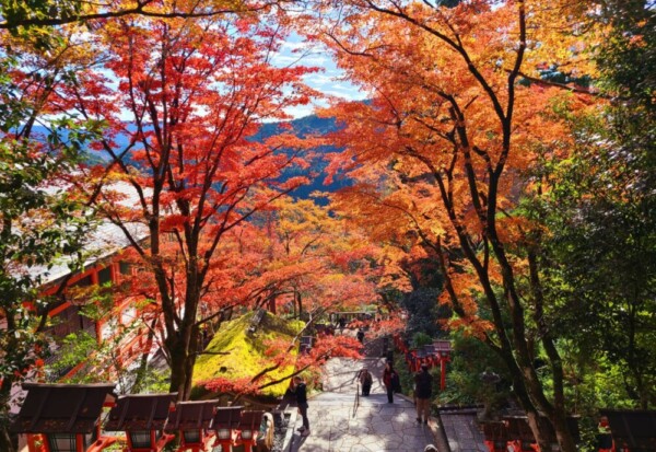 鞍馬寺　2023年11月26日　撮影：MKタクシー