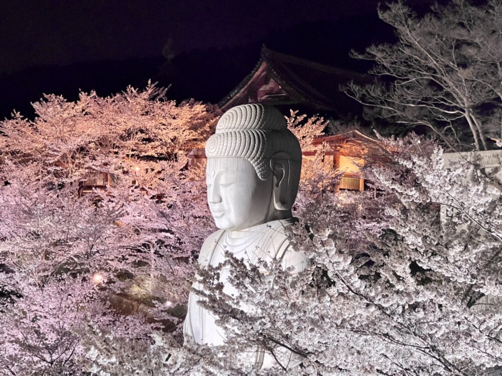 壷阪寺の桜ライトアップ　2022年4月1日　撮影：MKタクシー