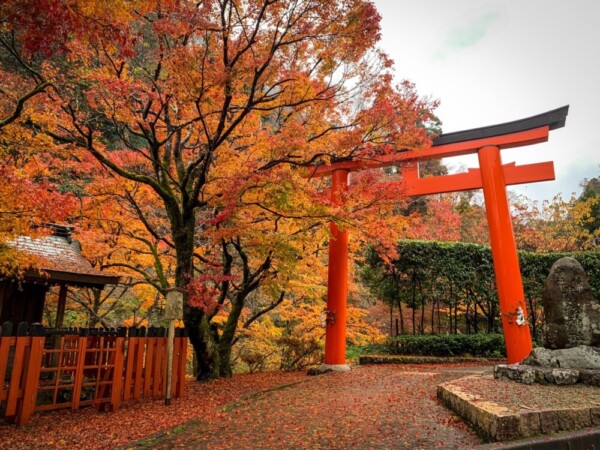 貴船神社・一の鳥居　2020年11月20日　撮影：MKタクシー