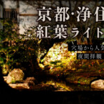 京都浄住寺の紅葉ライトアップ：穴場から人気スポットへ、夜間拝観徹底レポート