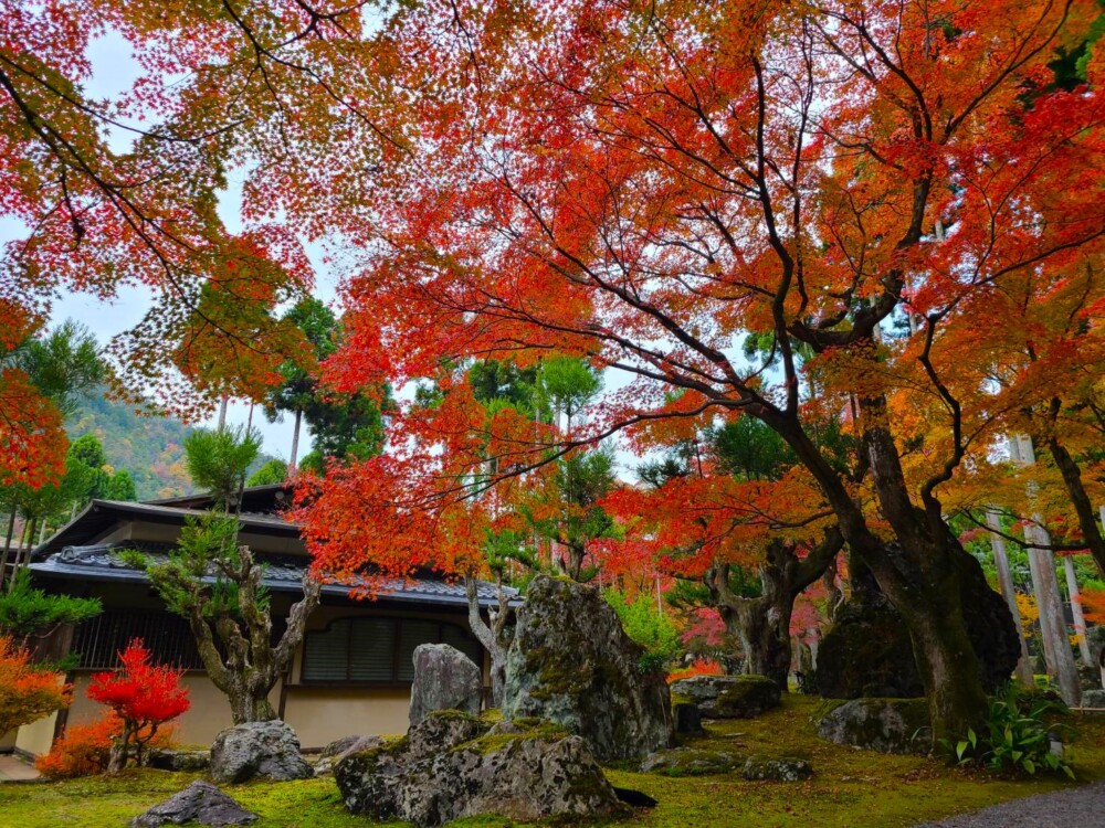 しょうざん日本庭園の紅葉　見頃　2023年11月23日　撮影：MKタクシー