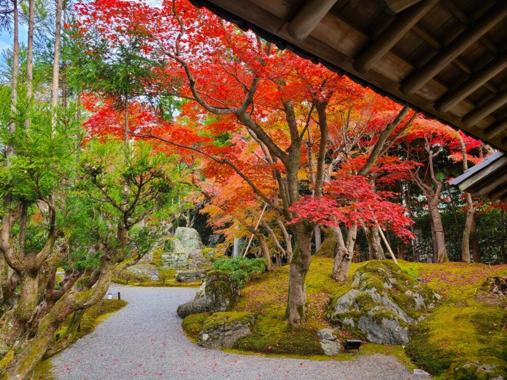 しょうざん日本庭園の紅葉　見頃　2023年11月23日　撮影：MKタクシー