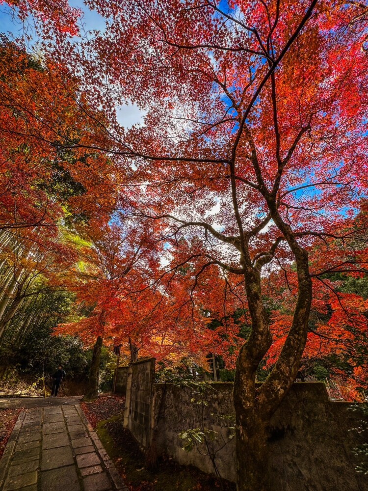 雨上がりの吟松寺の紅葉　2023年11月25日　撮影：MKタクシー