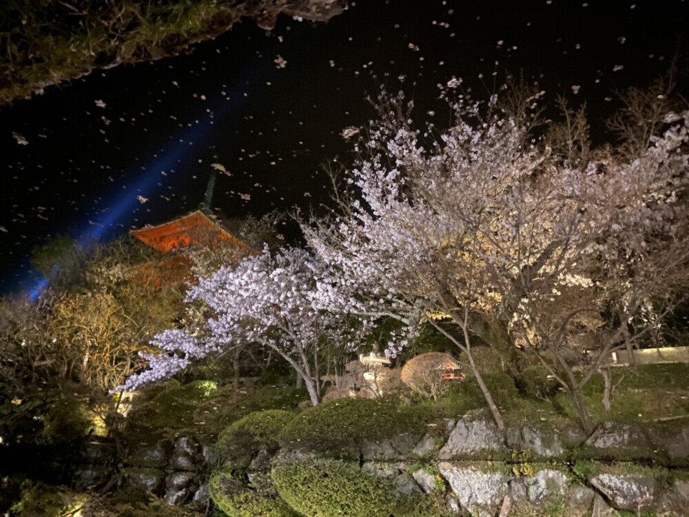 池に映った清水寺と桜　2022年4月2日　撮影：MKタクシー