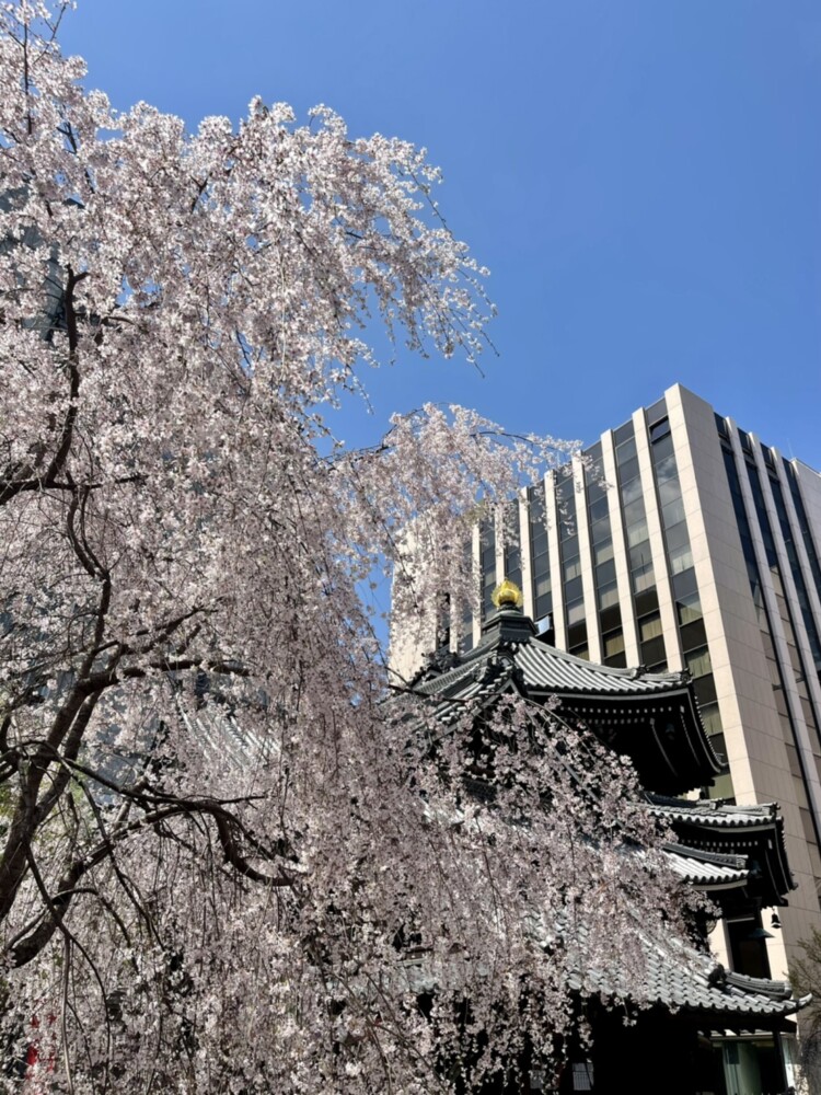 六角堂の桜　2021年3月24日　撮影：MKタクシー